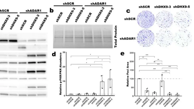 Induction of viral mimicry upon loss of DHX9 and ADAR1 in breast cancer cells