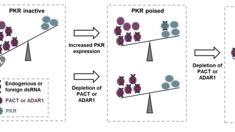 PACT suppresses PKR activation through dsRNA binding and dimerization, and is a therapeutic target for triple-negative breast cancer
