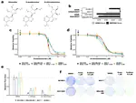 8-Azaadenosine and 8-Chloroadenosine are not Selective Inhibitors of ADAR