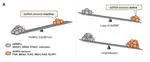 The competitive landscape of the dsRNA world