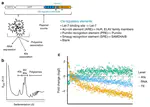 PTRE-seq reveals mechanism and interactions of RNA binding proteins and miRNAs