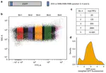 A short translational ramp determines the efficiency of protein synthesis