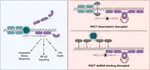 PACT suppresses PKR activation through dsRNA binding and dimerization, and is a therapeutic target for triple-negative breast cancer