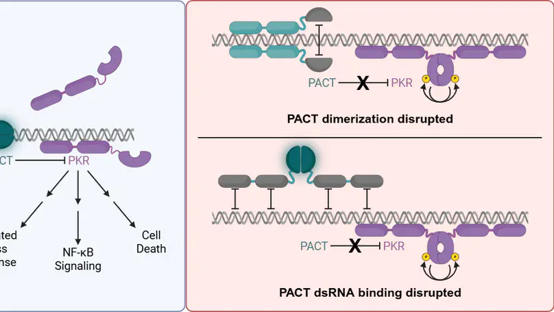 PACT suppresses PKR activation through dsRNA binding and dimerization, and is a therapeutic target for triple-negative breast cancer