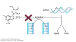 ZYS-1 is not an ADAR1 inhibitor