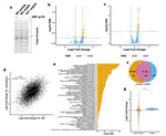 Upregulation of 5′-terminal oligopyrimidine mRNA translation upon loss of the ARF tumor suppressor